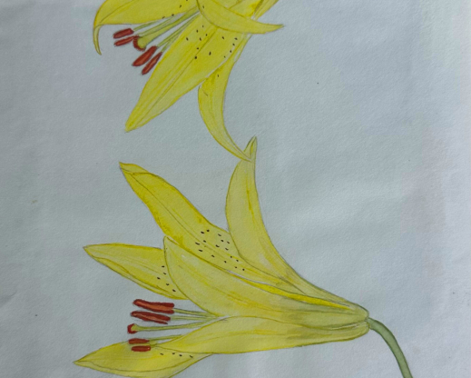 Sally Walker's botanical illustrations