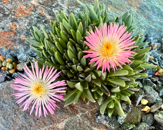 Khadia alticola Khadia alticola