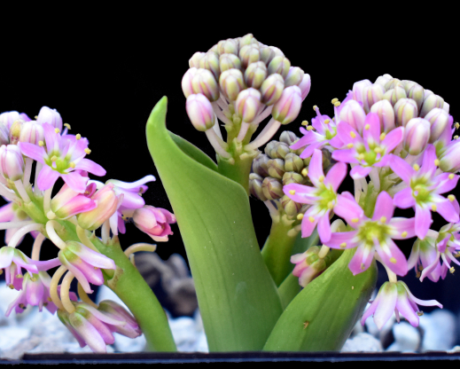 Ledebouria species from Steenkampsberg in South Africa Ledebouria species from Steenkampsberg in South Africa