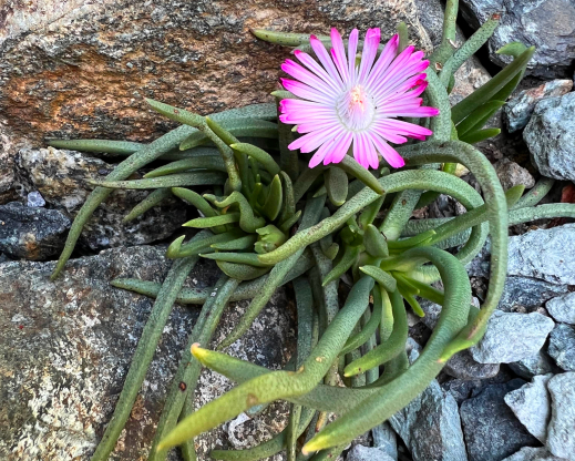 Marlothistella stenophylla Marlothistella stenophylla
