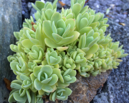 Orostachys ‘Peach Perfect’