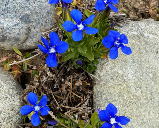 Gentiana verna  