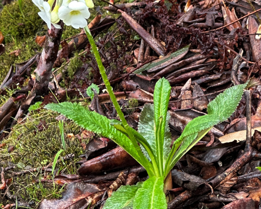 Primula obliqua    