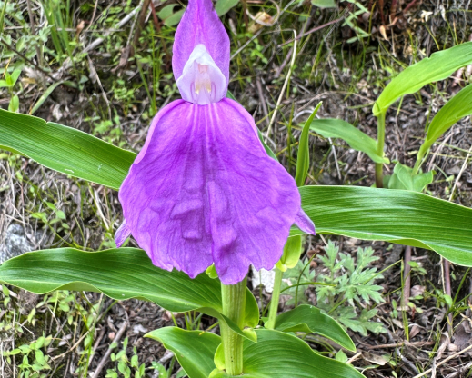 Roscoea auriculata                 