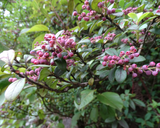 unidentified Vaccinium