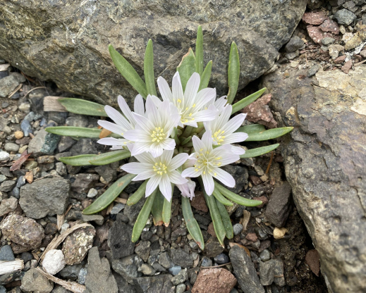 Lewisia brachycalyx