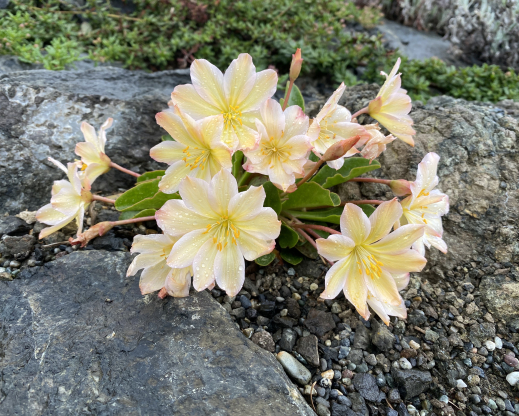 Lewisiopsis tweedyi