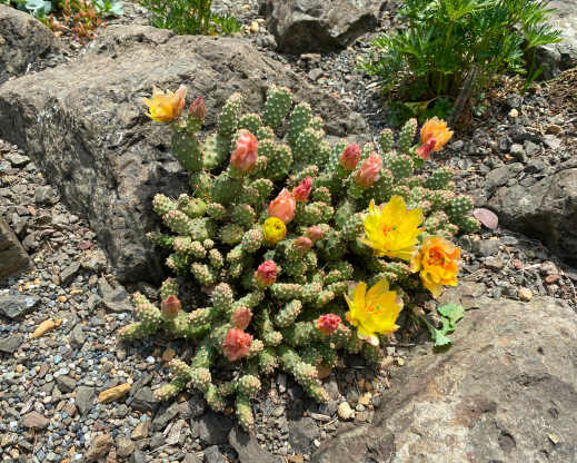 Opuntia fragilis ‘Little Grey Mound’