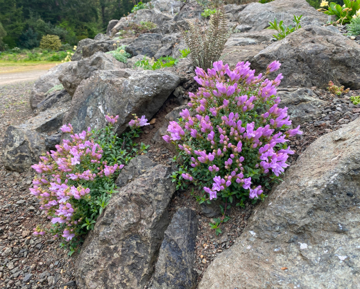 Penstemon tusharensis    