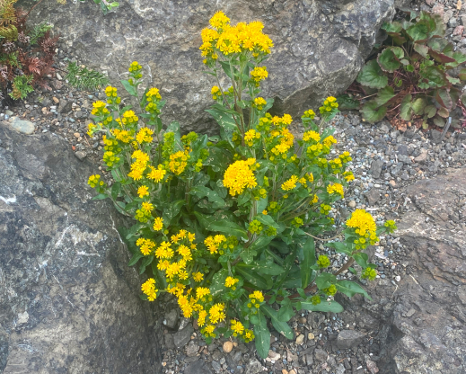 Solidago multiradiata