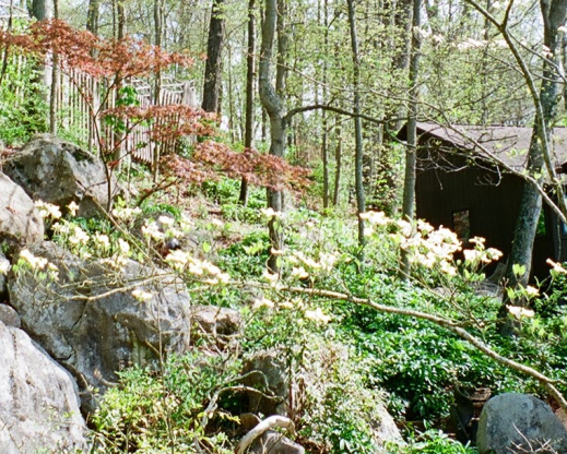 Garden view Garden view