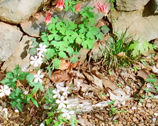Aquilegia canadensis growing between rocks Aquilegia canadensis growing between rocks