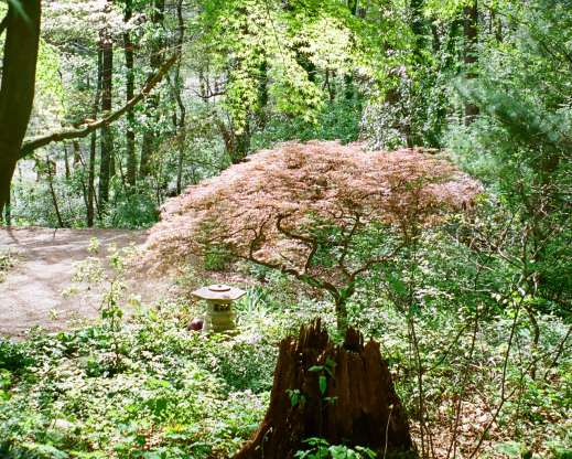 Garden view Garden view