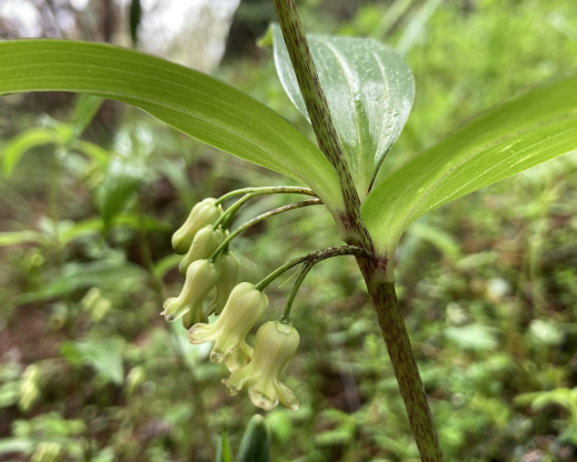 Polygonatum singhalense
