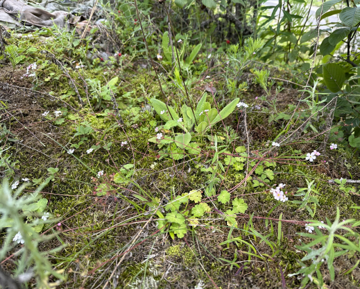 Androsace geraniifolia