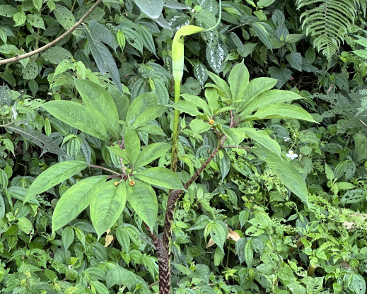 Arisaema tortuosum