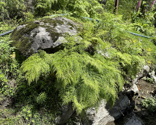 Onychium cryptogrammoides     
