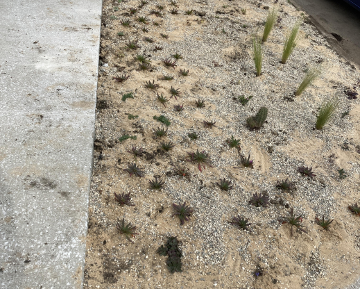 The bed all planted up.