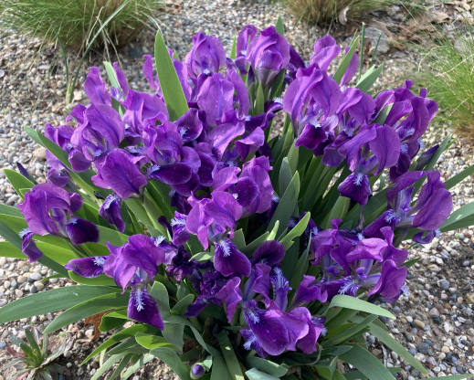 Iris ‘Atroviolacea’   