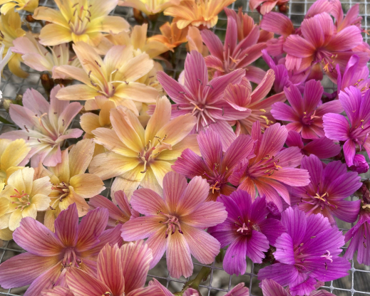 Diversity of flowers from Lewisia ‘Tutti Frutti