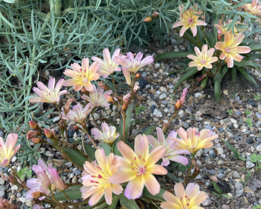 Lewisia ‘Tutti Frutti’ with Seseli gummiferum foliage