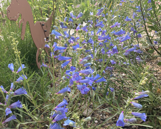 Penstemon heterophyllus ‘Zuriblau’ with one of the resident dinosaurs.