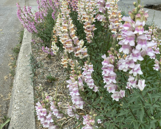 Peak spring bloom from my hardy snapdragon hybrids.