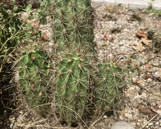This Echinocereus x roetteri is the most asked-about plant in the garden This Echinocereus x roetteri is the most asked-about plant in the garden