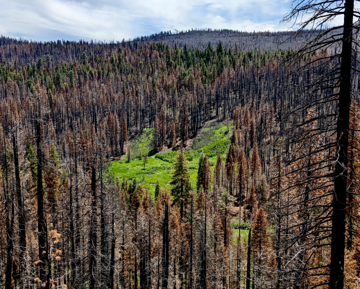Montane meadows generally flourished in the wake of the Dixie Fire.