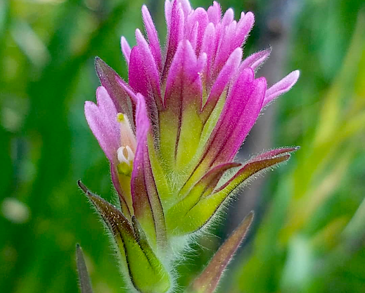 Lassen paintbrush (Castilleja lassenensis) is endemic to montane meadows near Lassen Peak.