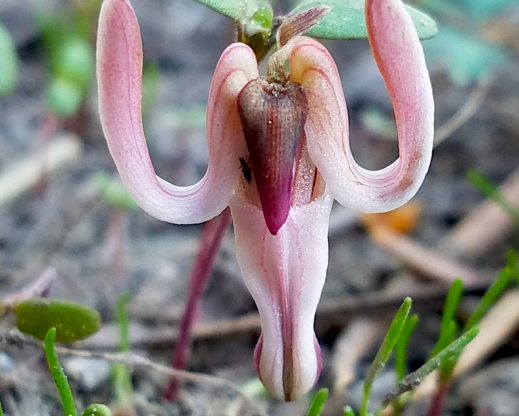 Longhorn steer’s-head (Dicentra uniflora)