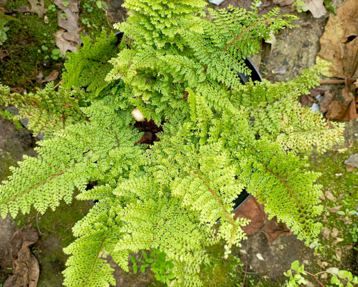 The Crawfordsburn fern (Polystichum setiferum ‘Divisilobum Crawfordiae’)