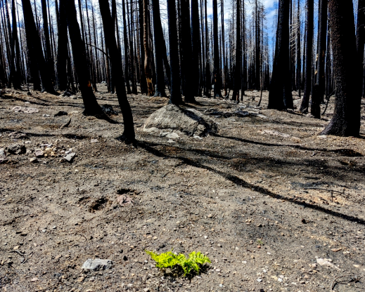 A year after the Dixie Fire, I walked through acres of forest that looked just like this: no visible plant life except an occasional flourishing bracken fern (Pteridium aquilinum).