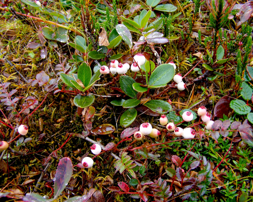 Sorbus poteriifolia Sorbus poteriifolia