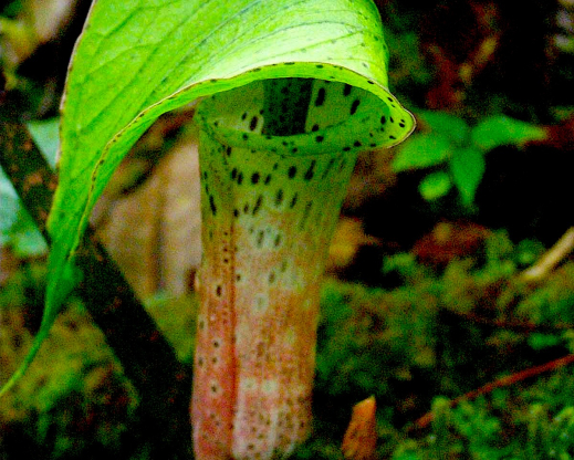 Arisaema rhizomatum flower 