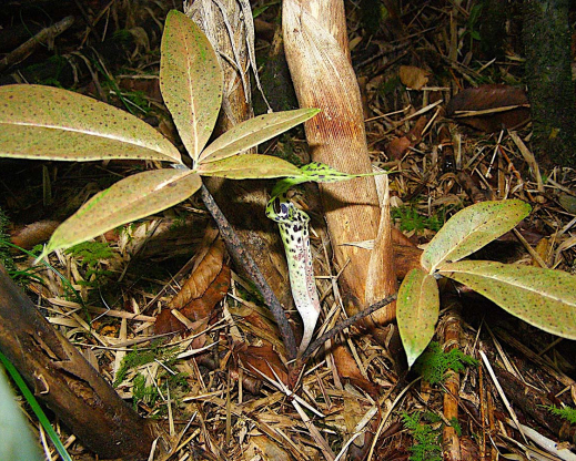 Arisaema rhizomatum flower and foliage