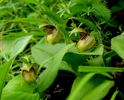 Cypripedium elegans