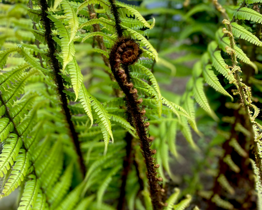 Dryopteris wallichiana