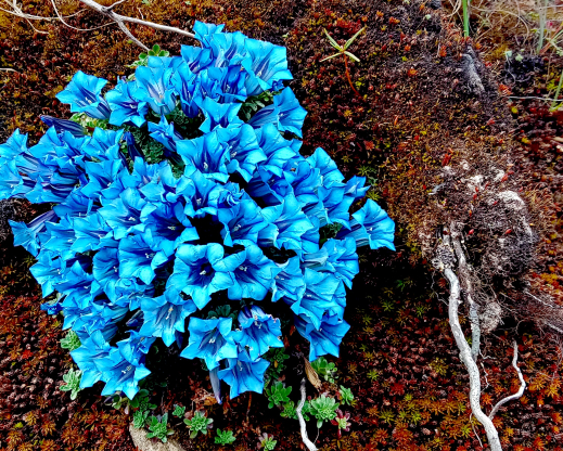 Gentiana gilvostriata Gentiana gilvostriata