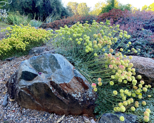 Eriogonum siskiyouense Eriogonum siskiyouense