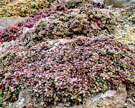 Winter foliage on Eriogonum umbellatum ‘Lake Tahoe’ Winter foliage on Eriogonum umbellatum ‘Lake Tahoe’