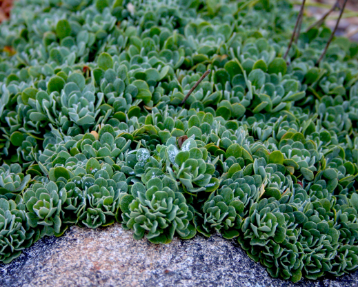 Eriogonum siskiyouense foliage