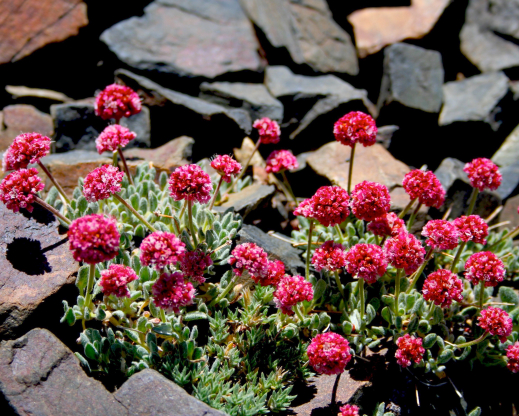 Eriogonum gracilipes