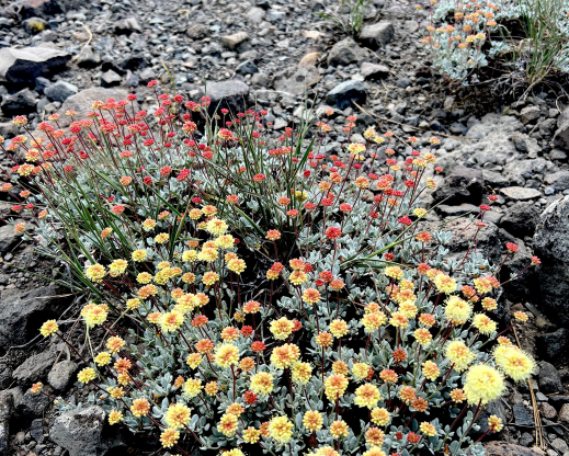 Eriogonum prattenianum Eriogonum prattenianum