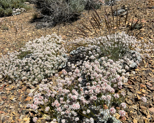 Eriogonum kennedyi var. purpusii Eriogonum kennedyi var. purpusii