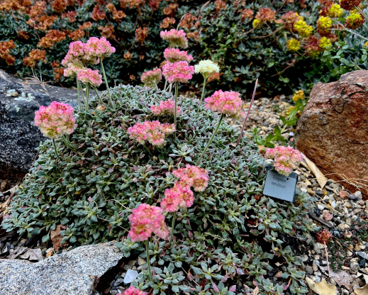 Eriogonum nervulosum Eriogonum nervulosum