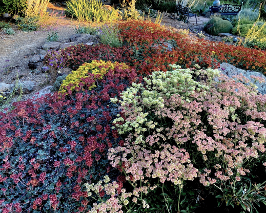 Eriogonum heracleoides and E. umbellatum Eriogonum heracleoides and E. umbellatum