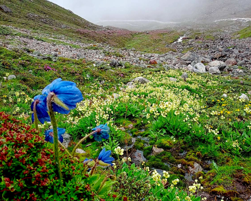 Meconopsis simplicifolia subsp. grandiflora Meconopsis simplicifolia subsp. grandiflora