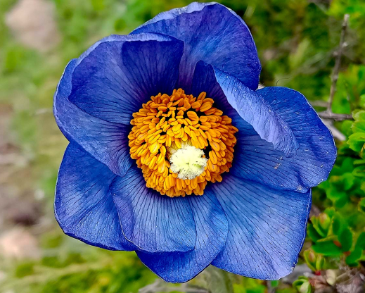 Meconopsis simplicifolia subsp. grandiflora Meconopsis simplicifolia subsp. grandiflora