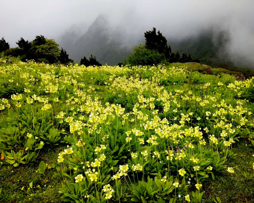 Primula sikkimensis Primula sikkimensis
